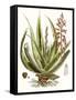 Antique Aloe I-null-Framed Stretched Canvas