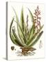 Antique Aloe I-null-Stretched Canvas