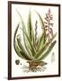 Antique Aloe I-null-Framed Art Print