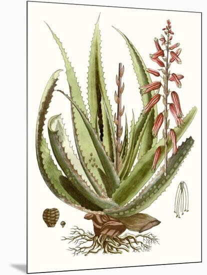 Antique Aloe I-null-Mounted Art Print