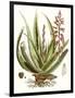 Antique Aloe I-null-Framed Art Print