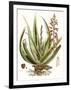 Antique Aloe I-null-Framed Art Print