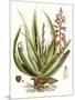 Antique Aloe I-null-Mounted Art Print