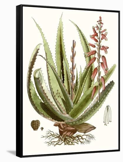 Antique Aloe I-null-Framed Stretched Canvas