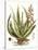 Antique Aloe I-null-Stretched Canvas