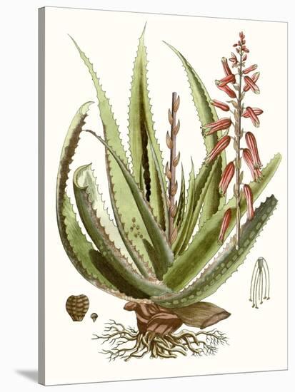Antique Aloe I-null-Stretched Canvas