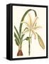 Antique Amaryllis I-Curtis-Framed Stretched Canvas