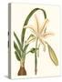 Antique Amaryllis I-Curtis-Stretched Canvas