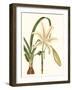 Antique Amaryllis I-Curtis-Framed Art Print