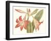 Antique Amaryllis IV-Curtis-Framed Art Print