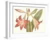 Antique Amaryllis IV-Curtis-Framed Art Print