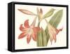 Antique Amaryllis IV-Curtis-Framed Stretched Canvas