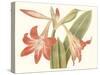 Antique Amaryllis IV-Curtis-Stretched Canvas