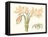 Antique Amaryllis V-Curtis-Framed Stretched Canvas