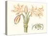 Antique Amaryllis V-Curtis-Stretched Canvas