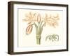 Antique Amaryllis V-Curtis-Framed Art Print