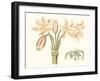 Antique Amaryllis V-Curtis-Framed Art Print