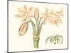 Antique Amaryllis V-Curtis-Mounted Art Print