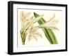 Antique Amaryllis VI-Curtis-Framed Art Print