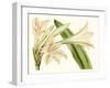 Antique Amaryllis VI-Curtis-Framed Art Print