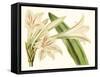 Antique Amaryllis VI-Curtis-Framed Stretched Canvas