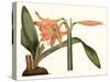 Antique Amaryllis VII-Curtis-Stretched Canvas