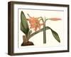 Antique Amaryllis VII-Curtis-Framed Art Print