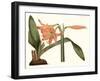 Antique Amaryllis VII-Curtis-Framed Art Print