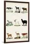 Antique Animal Chart II-Vision Studio-Framed Art Print