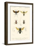 Antique Bees I-Blanchard-Framed Art Print