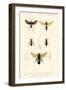 Antique Bees I-Blanchard-Framed Art Print