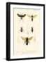 Antique Bees I-Blanchard-Framed Art Print