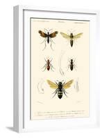 Antique Bees I-Blanchard-Framed Art Print