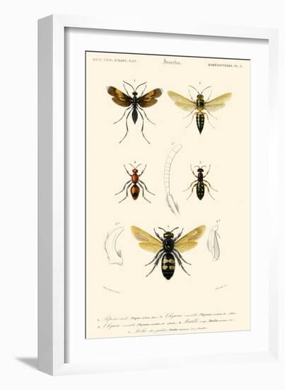 Antique Bees I-Blanchard-Framed Art Print