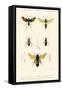 Antique Bees I-Blanchard-Framed Stretched Canvas