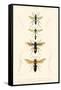 Antique Bees II-Blanchard-Framed Stretched Canvas