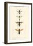 Antique Bees II-Blanchard-Framed Art Print