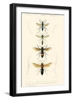 Antique Bees II-Blanchard-Framed Art Print