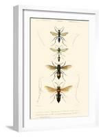 Antique Bees II-Blanchard-Framed Art Print