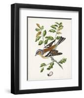 Antique Bird, Botanical & Egg II-0 Unknown-Framed Art Print