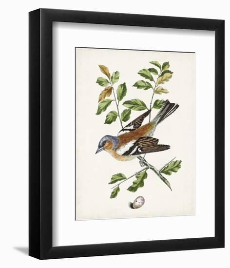 Antique Bird, Botanical & Egg II-0 Unknown-Framed Art Print