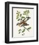 Antique Bird, Botanical & Egg II-0 Unknown-Framed Art Print