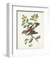 Antique Bird, Botanical & Egg II-0 Unknown-Framed Art Print