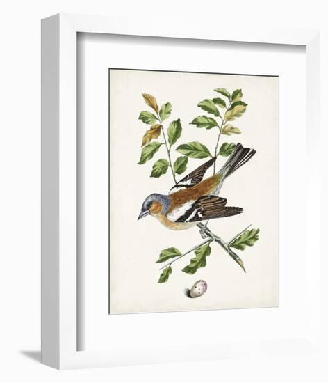 Antique Bird, Botanical & Egg II-0 Unknown-Framed Art Print