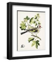 Antique Bird, Botanical & Egg III-0 Unknown-Framed Art Print