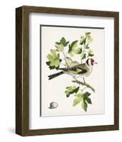 Antique Bird, Botanical & Egg III-0 Unknown-Framed Art Print