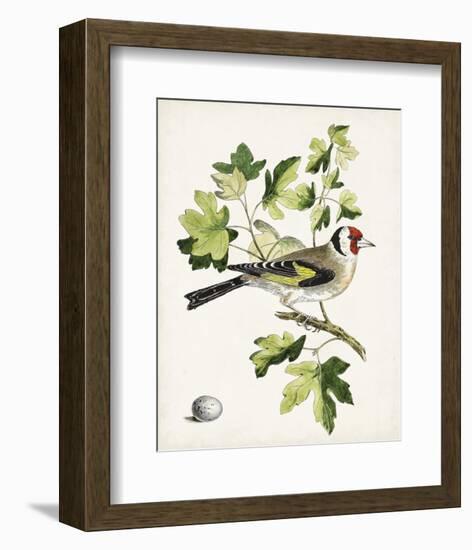 Antique Bird, Botanical & Egg III-0 Unknown-Framed Art Print