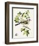 Antique Bird, Botanical & Egg III-0 Unknown-Framed Art Print