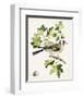 Antique Bird, Botanical & Egg III-0 Unknown-Framed Art Print