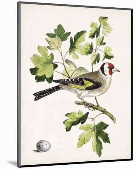 Antique Bird, Botanical & Egg III-0 Unknown-Mounted Art Print